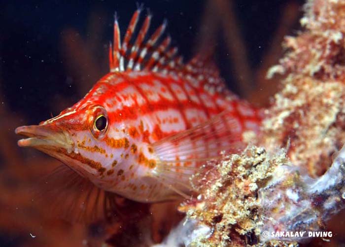 Photos diving plateaus Madagascar